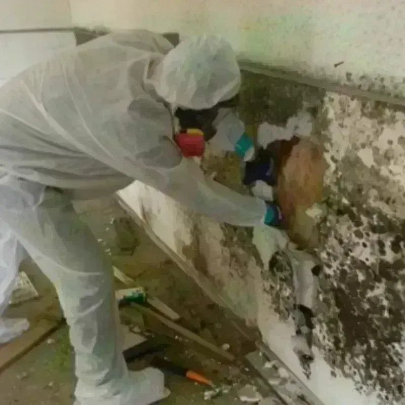 Mold Remediation and Removal in Mobile, AL